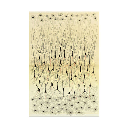 Neuron Drawing poster by Ramon Santiago y Cajal  - 16x24 inch poster print
