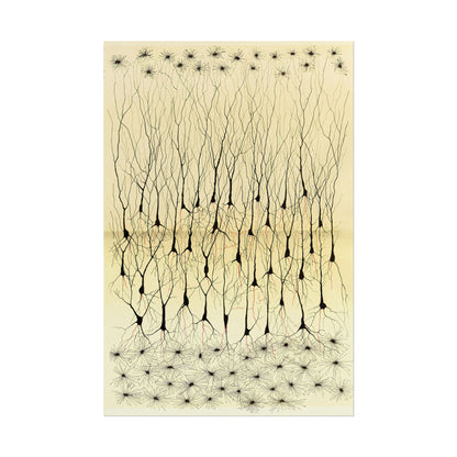 Neuron Drawing poster by Ramon Santiago y Cajal  - 24x36 inch wall art