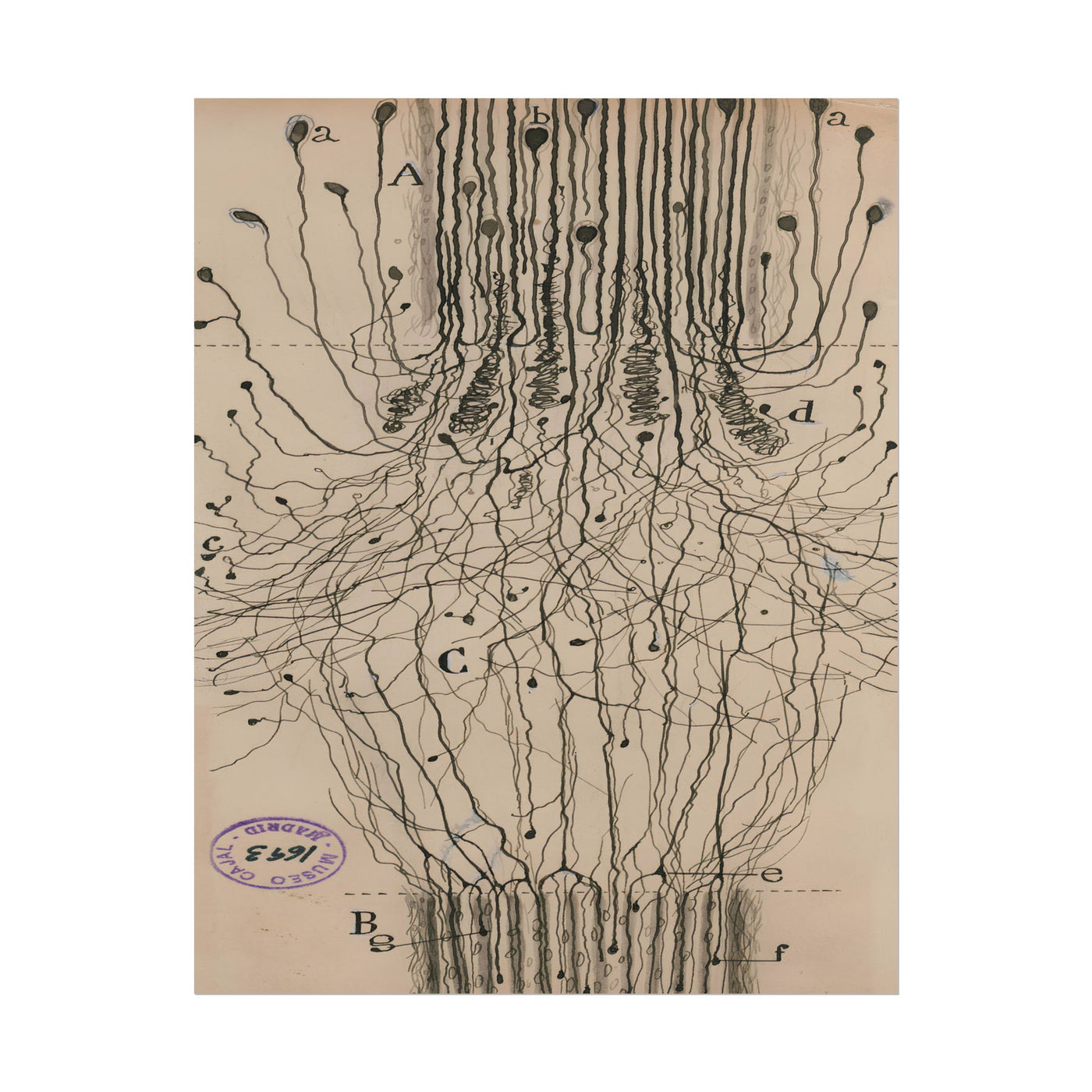 Neuron Drawing 11″×14″