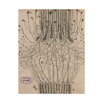 Neuron Drawing poster by Ramon Santiago y Cajal  - 11x14 inch print