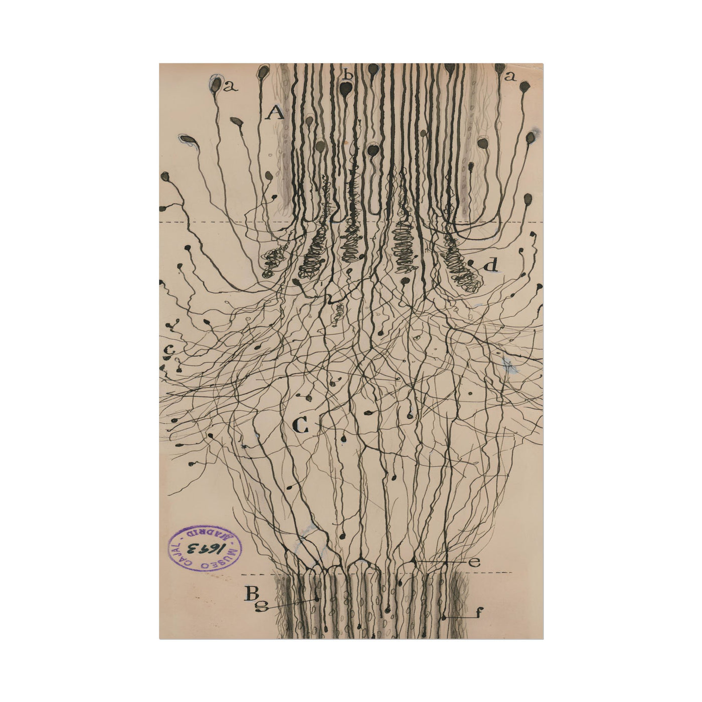 Neuron Drawing 12″×18″
