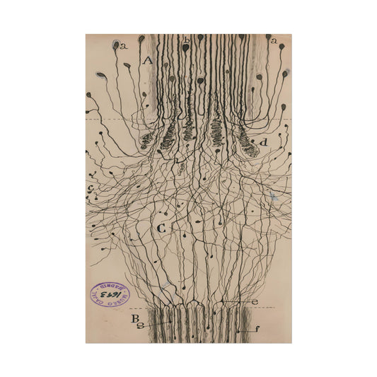 Neuron Drawing poster by Ramon Santiago y Cajal  - 12x18 inch print