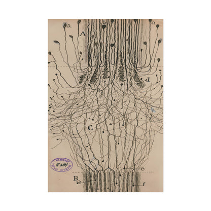 Neuron Drawing poster by Ramon Santiago y Cajal  - 20x30 inch poster print